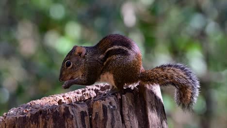 the indochinese ground squirrel is commonly found in thailand just about anywhere it can thrive