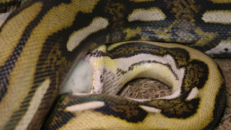 Serpiente-Pitón-Reticulada-Comiendo-Un-Gran-Mamífero-Envuelto-En-Un-Poderoso-Agarre