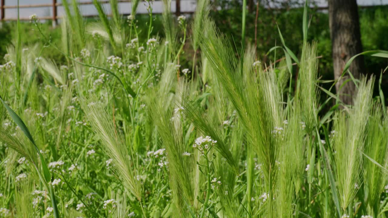 여름 동안 미숙한 보리 잔디를 심는 것