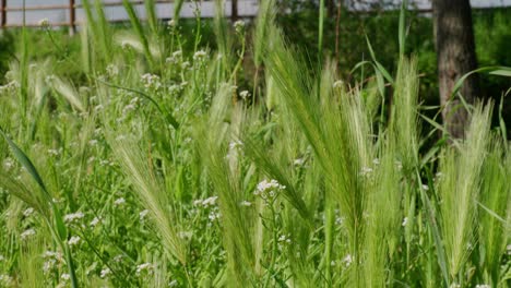 plantation of unripe barley grass during summer