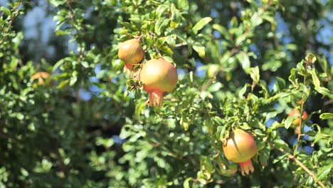 Pomegranate-tree