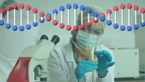 animación de una cadena de adn sobre una científica caucásica sosteniendo trigo en el laboratorio