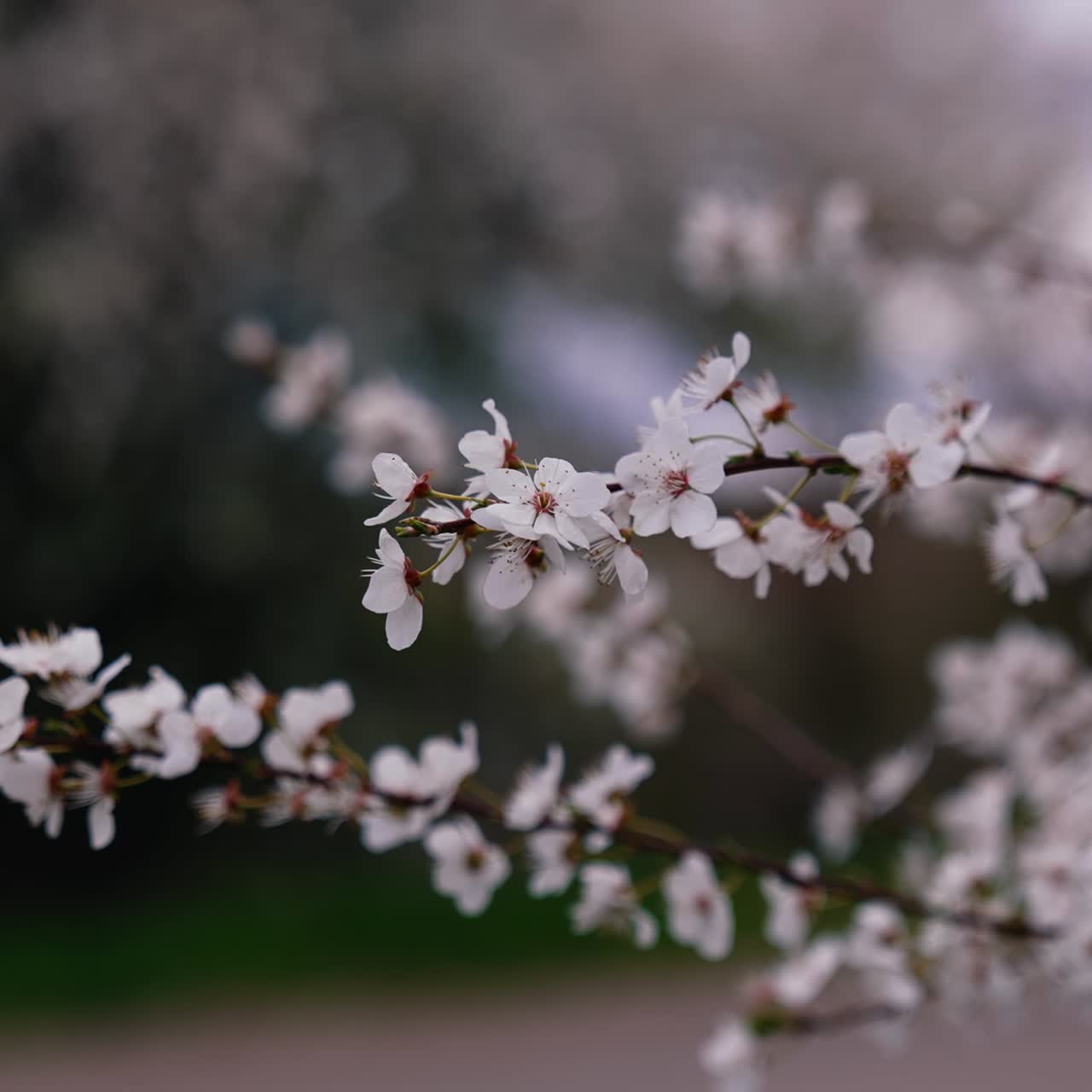 Branch with blooming flowers. Beautiful white cherry flowers swinging in wind on blur background. Close-up