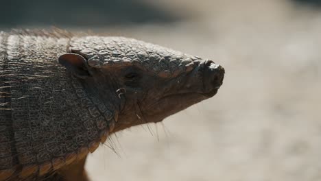 Closeup-Headshot-Of-Armadillo-At-The-Peninsula-Valdes-National-Park,-Chubut,-Argentina