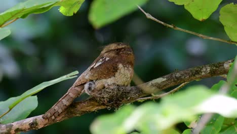 爪<unk> (javan frogmouth) 是一種在泰國和亞洲其他國家生長的動物