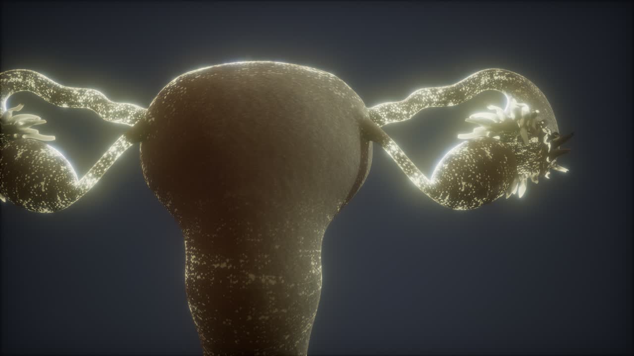 anatomía del sistema reproductivo femenino