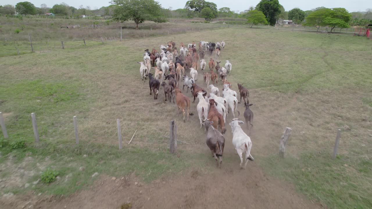 Large group of cows moves along rural dirt path, seen from above by flying drone