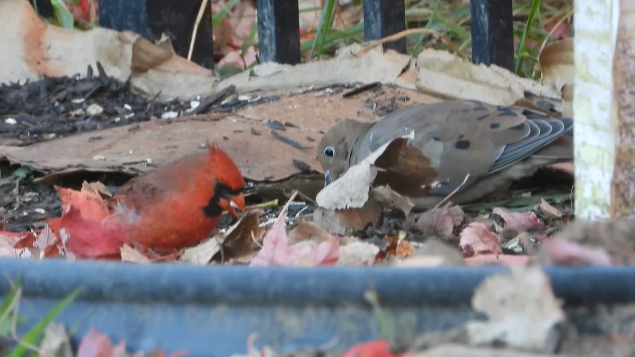 Beautiful red cardinal and dove eating food together under feed station