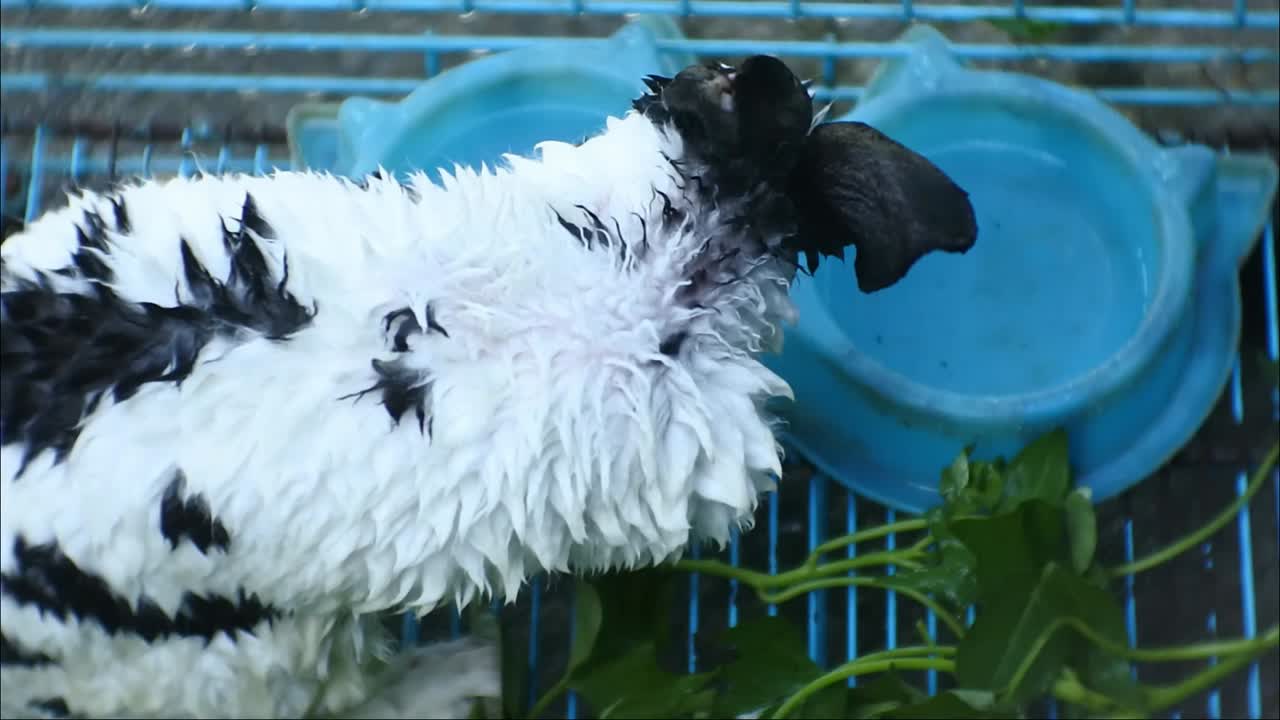 Rabbit eating green vegetables in a blue cage slowmotion