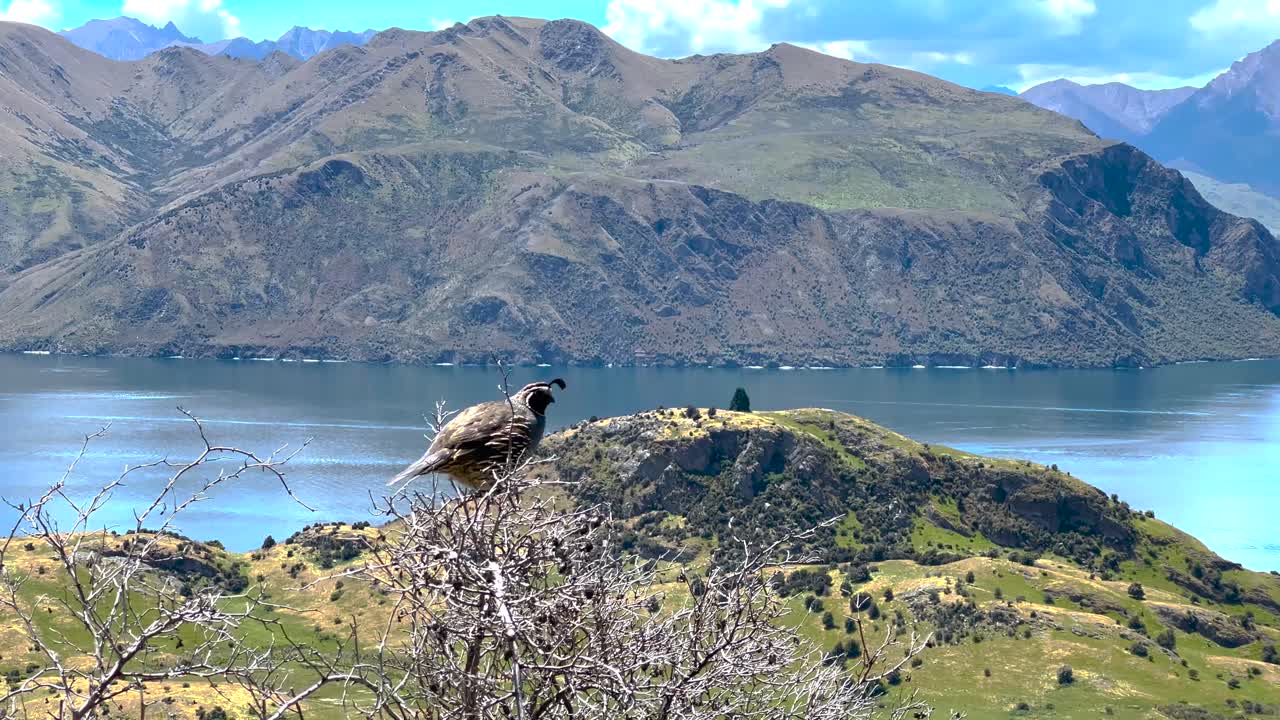 茂み、山、そして湖から、ニュージーランドの自然の風景の中でオスのウズラが鳴いています。