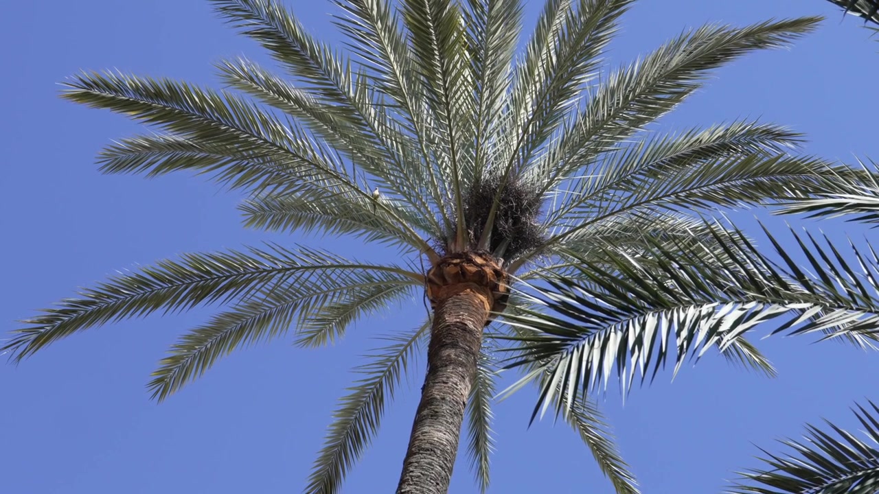 Palm Tree Crown Against Clear Blue Sky