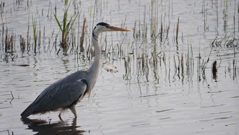 great blue heron walks through the water in search of prey