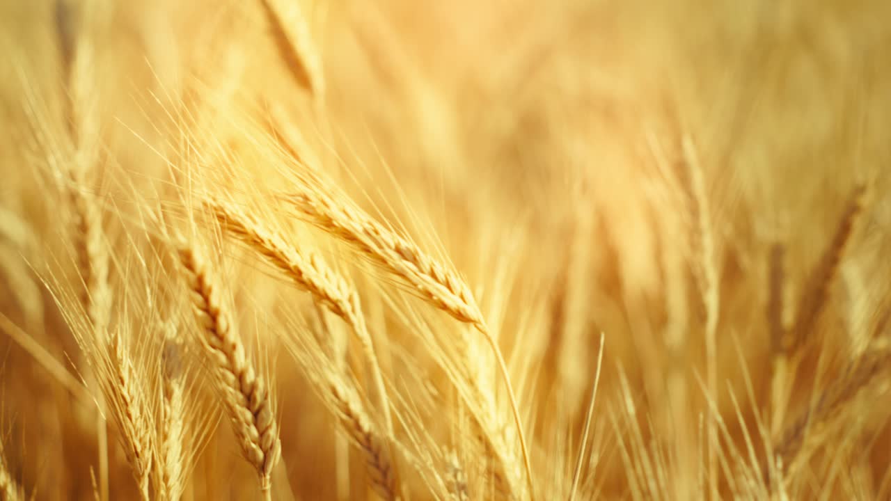 A truly cinematic shot of golden wheat swaying in the summer breeze, bathed in warm sunlight. Captures the peaceful, abundant beauty of nature