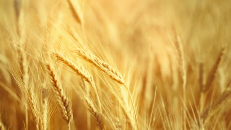 a truly cinematic shot of golden wheat swaying in the summer breeze, bathed in warm sunlight. captures the peaceful, abundant beauty of nature