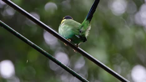 Close-capture-of-its-tail-wagging-up-and-down,-Long-tailed-Broadbill-Psarisomus-dalhousiae,-Khao-Yai-National-Park,-Thailand