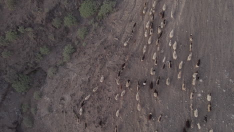 Luftaufnahme-Mit-Zenitalem-Blick-Auf-Eine-Schaf--Und-Ziegenherde-Beim-Laufen-Und-Während-Des-Sonnenuntergangs