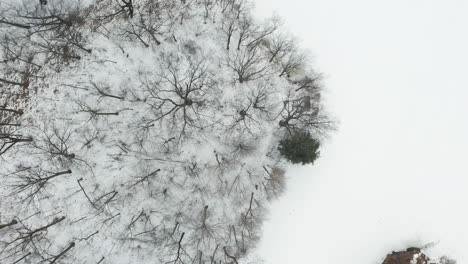 aerial shot of empty winter forest on the shores of a frozen snow covered lake