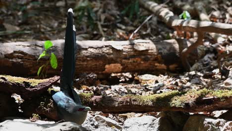 Malkoha-De-Pico-Verde,-Phaenicophaeus-Tristis,-Parque-Nacional-Kaeng-Krachan,-Tailandia