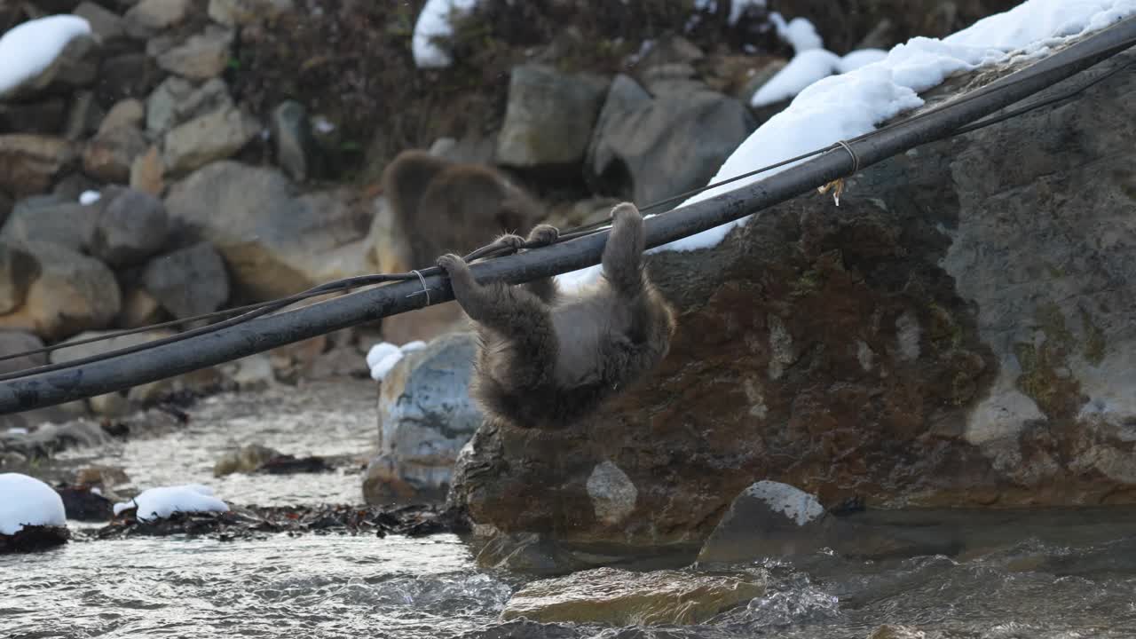A Japanese snow monkey carefully navigates across a chilly river in the iconic Jigokudani valley of Japan.