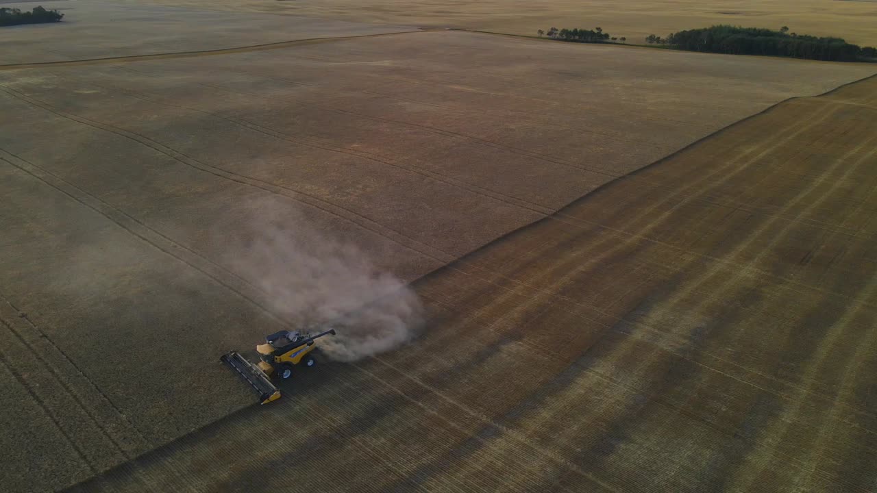Colheitadeira colhendo trigo em grande campo, imagens de drone 4K