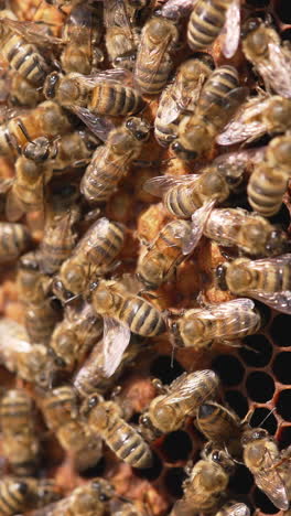 close up of bee working in the hive. bees swarming on honeycomb. vertical video