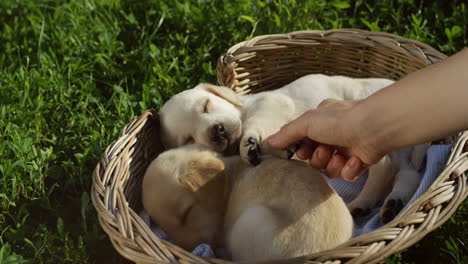 draufsicht auf kaukasische frauenhände, die labrador-welpen streicheln, die in einem korb im park schlafen