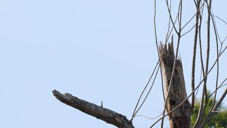 encaramado en una rama rota casi como una silueta luego vuela hacia la derecha, la cigüeña asiática de cuello lanudo ciconia episcopus, casi amenazada, tailandia