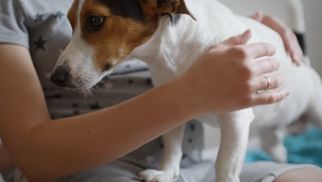 mujer embarazada con su perro
