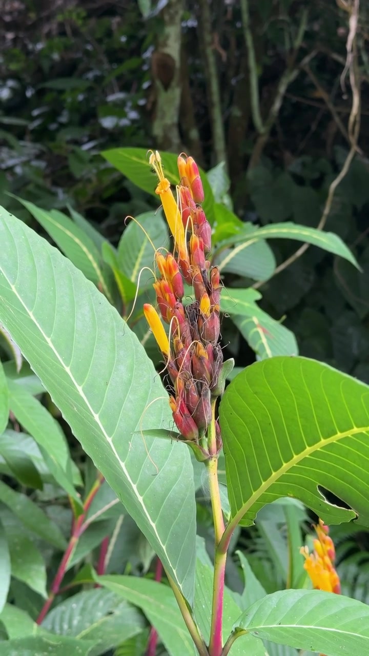 Primo piano di un vibrante fiore tropicale di Heliconia in una foresta lussureggiante
