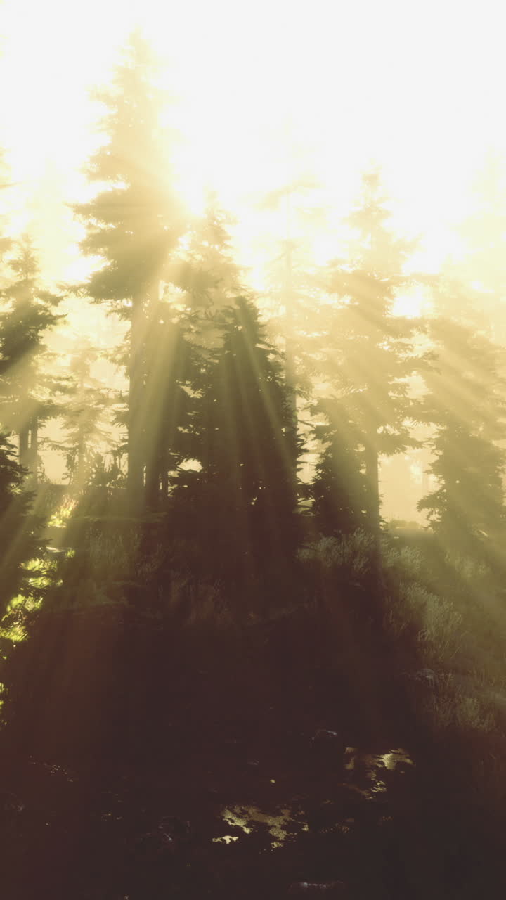 Sunlight filtering through tall trees in a serene forest at dawn