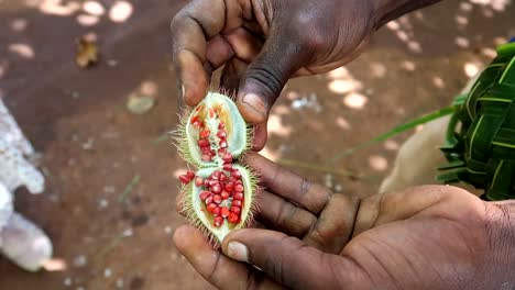 hands of african man opening lipstick exotic fruit with small balls inside