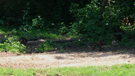 Big-troop-moving-from-the-left-to-the-right-in-the-forest-with-their-infants-and-juveniles-following,-butterflies-flying