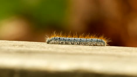 extreme macro close up and extreme slow motion of a western tent caterpillar moth walking on a wood railing