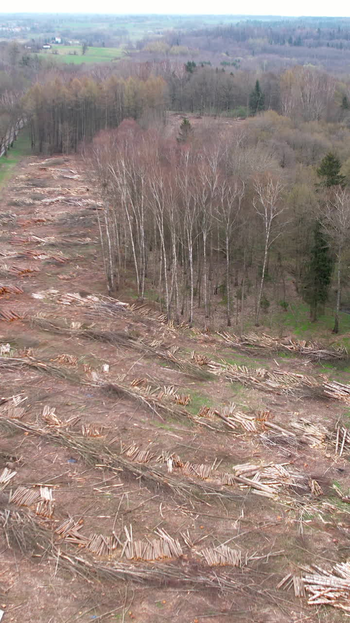 High angle aerial shot showing extensive tree removal and wood logs scattered across a cleared forest area, highlighting environmental impact and logging industry practices