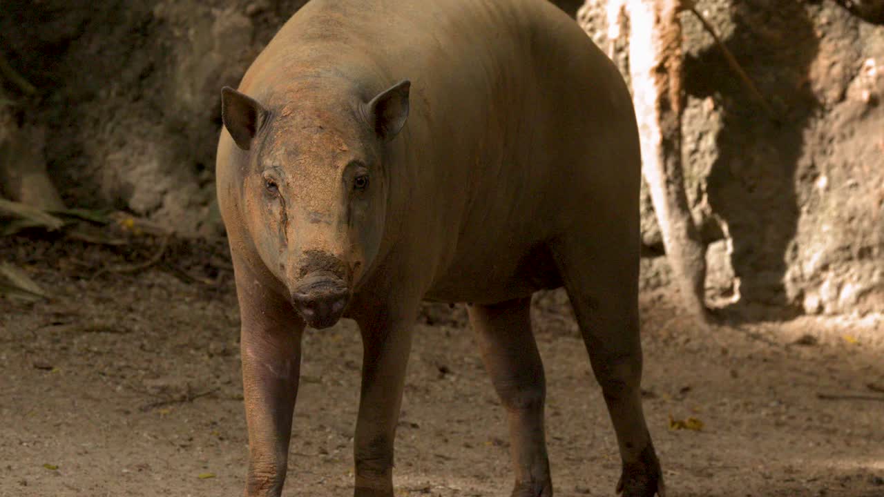 Ein Nordsulawesi-Babirussa läuft und steht in einem sonnigen, felsigen Gehege in einem Zoo.