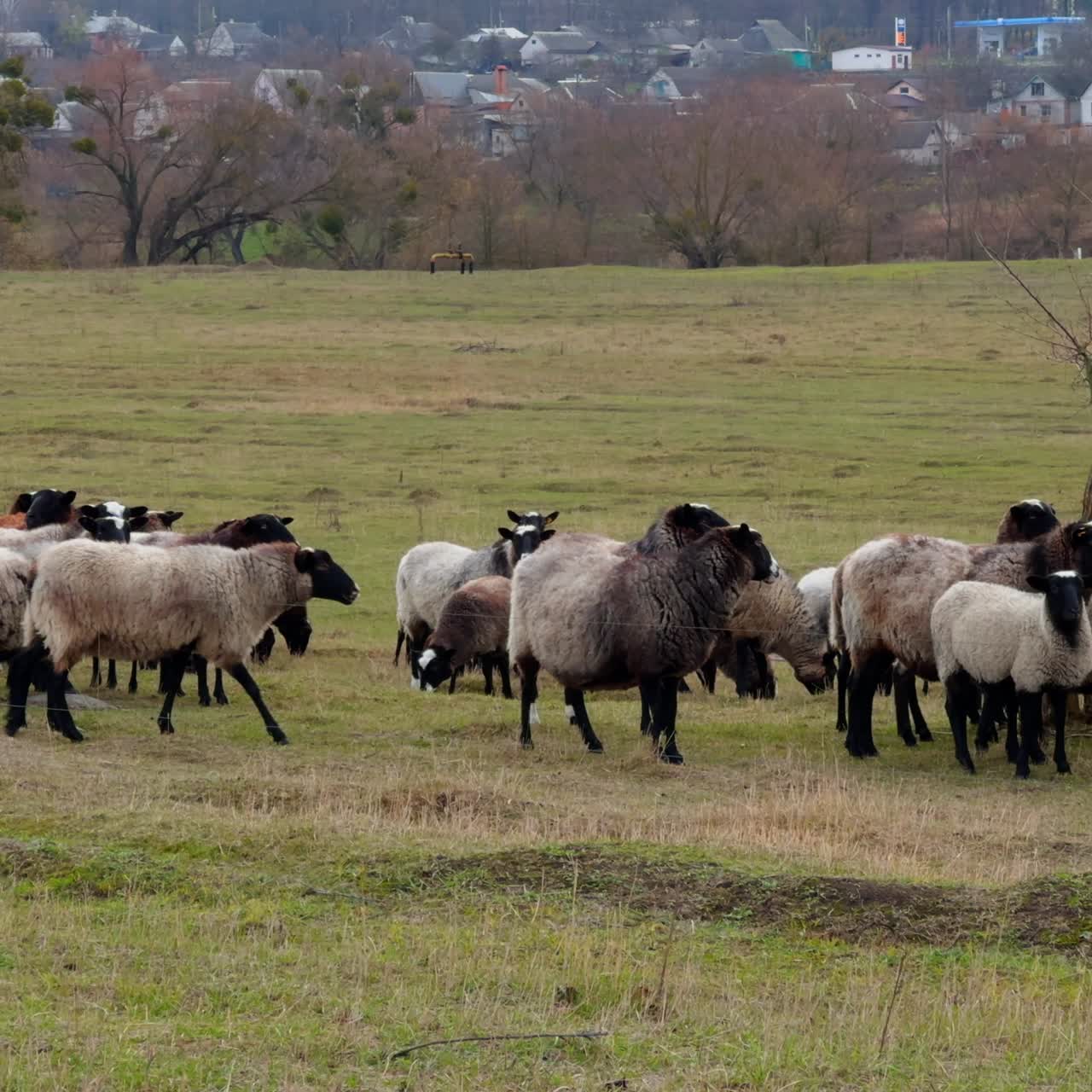 Pecora domestica lanosa che cammina nel pascolo. Pecora dalle zampe scure che pascola in campagna