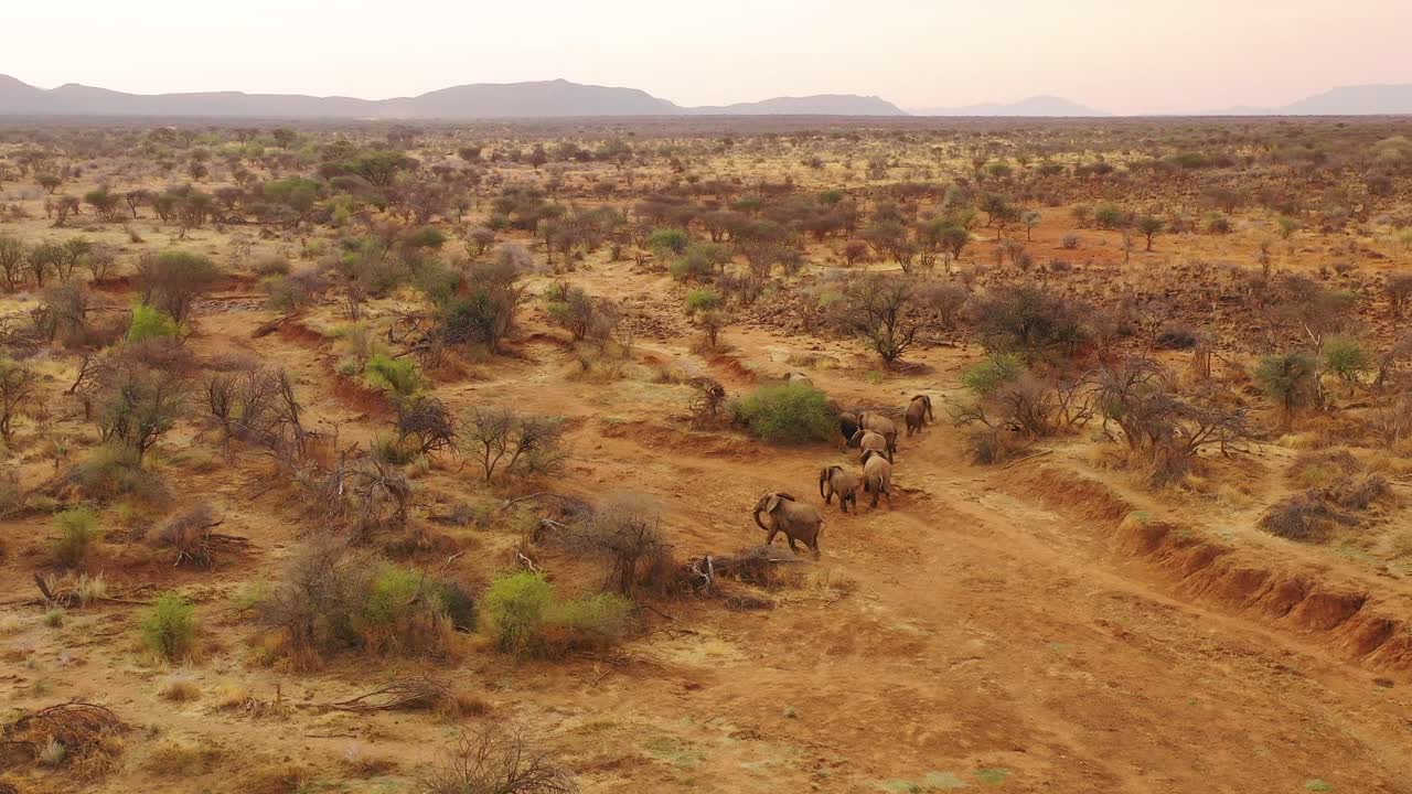 antena de drones sobre una enorme manada familiar de elefantes africanos moviéndose a través del monte y la sabana de áfrica parque erindi namibia 7