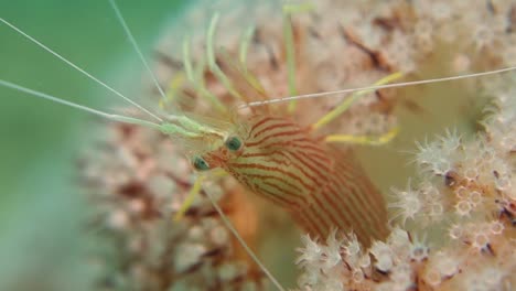 Macro-Cerrar-Raya-Roja-Camarones-Limpiador-De-Menta-Usando-Protección-De-Coral-Blando