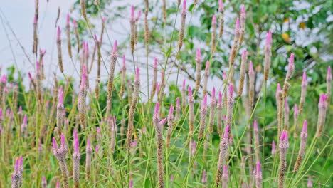 Cockscomb--grows-and-blooming-in-garden