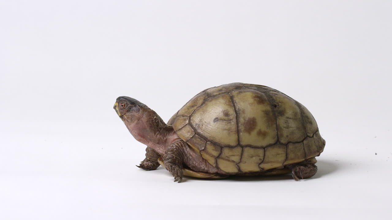 Common box turtle looking around with long neck - side profile on white background