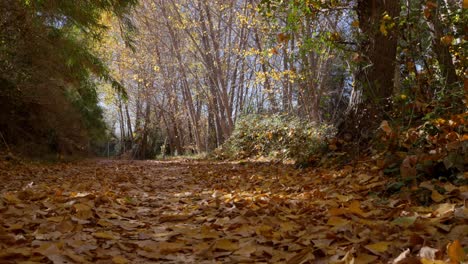 Leaves-falling-while-walking-on-yellow-poplar-leaves-tapestry-on-forest-path-in-autumn-on-a-sunny-day