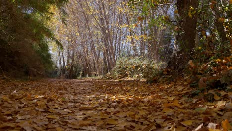 leaves falling while walking on yellow poplar leaves tapestry on forest path in autumn on a sunny day