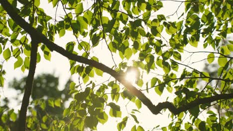 Morning-Sun-Shining-Through-Birch-Tree-Leaves,-Green-Nature-Background