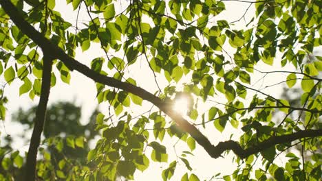 morning sun shining through birch tree leaves, green nature background