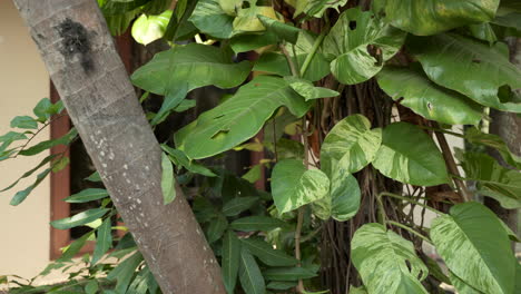 leaves of tropical plant in chiang mai thailand, close up 4k