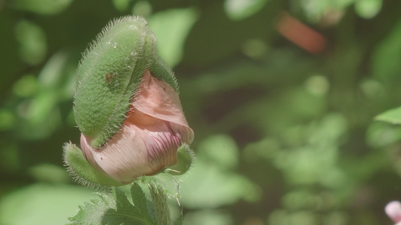 primer plano de un capullo de rosa rosa que aún no está listo para florecer, fondo verde