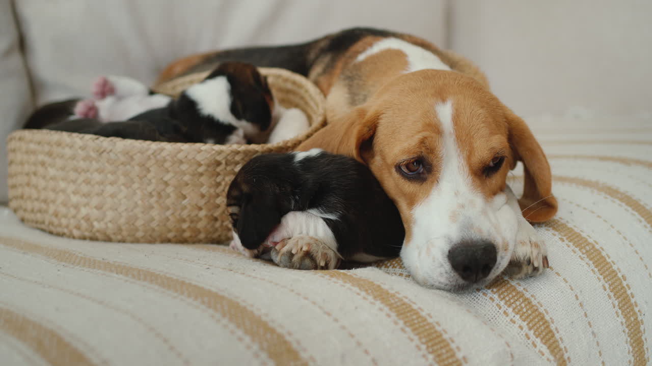 A female beagle lies next to a basket of puppies.