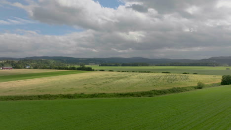 evergreen landscape of vast agricultural plain with wheat field crops