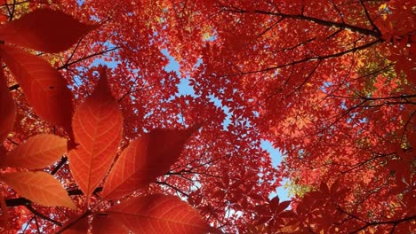 a captivating canopy of crimson leaves: experience the stunning transformation of autumn foliage as vivid red leaves create a gorgeous natural ceiling