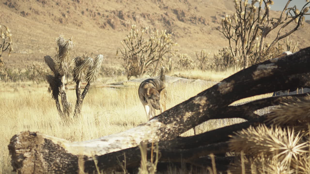 사막에서 강아지와 함께 는 조슈아 나무 자연 야생 동물 황무지 지역 건조한 환경 모하베 보존 캘리포니아 미국